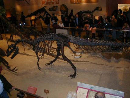 More dinosaurs<br>Location: <a href="https://www.google.com/maps/search/?api=1&query=38.89096,-77.02601" target="_new">Smithsonian National Museum of Natural History</a>